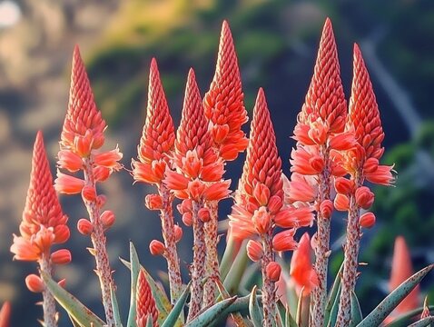 vibrant red-orange succulent flower spikes with clustered tubular buds and fleshy green leaves against a soft sunlit bokeh background, uplifting and serene