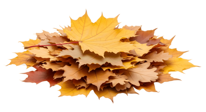 Pile of Autumn Maple Leaves in Vibrant Yellow and Orange Hues.