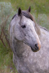 "Wild Stallion Portrait"