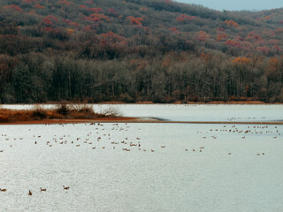 Ducks and birds in a lake 