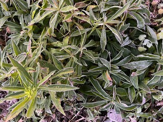 冬の朝、霜に覆われたロゼット植物。