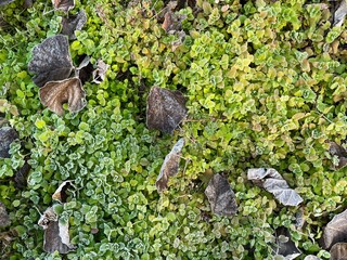 冬の朝、霜に覆われたロゼット植物。