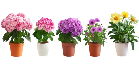 A display of potted flowers featuring hydrangeas in pink and purple. daisies. and other colorful blooms arranged in a line against a clean white background. perfect for gardening enthusiasts