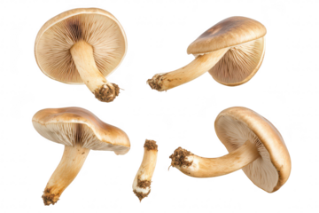 A collection of four freshly picked mushrooms their unique shapes. textures. and earthy tones against a clean white background. ideal for culinary or botanical use