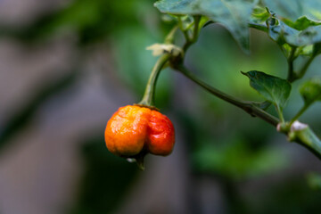 Pimiento chile Carolina Reaper en planta
