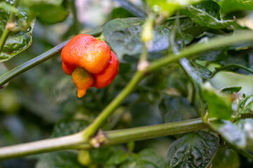 Pimiento chile Carolina Reaper en planta