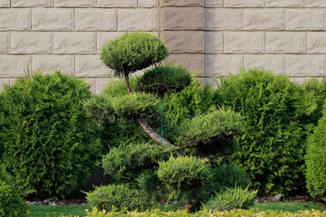 decorative plants in the garden


