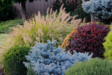 decorative plants in the garden

