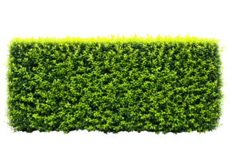 A perfectly manicured green hedge isolated on a transparent background