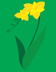 A vector art of yellow freesia flowers. 
