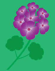 A vector art of purple geranium flowers. 