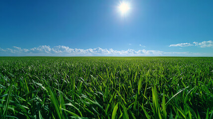 A vibrant green field under a clear blue sky illuminated by the bright sun, ideal for nature and landscape enthusiasts.