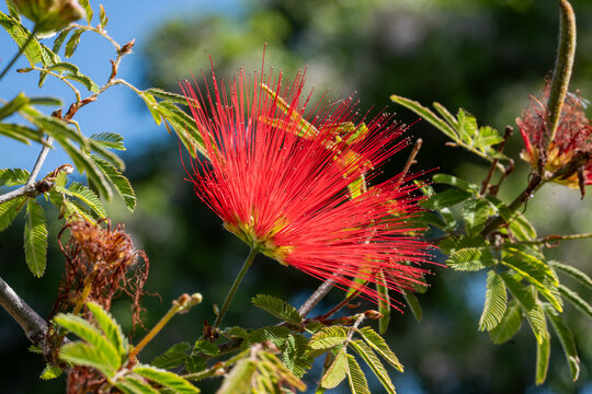 Callistemon citrinus beautiful red flower, closeup of crimson bottlebrush tree flower on blurred background. Ornamental plant, a bush with fluffy delicate flowers from Australia, thriving in Greece.