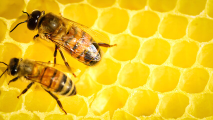 Close-up of Bees on the honey comb producing honey. Organic healthy food concept