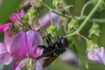 Abelha-Carpinteira Carpenter Bee Xylocopa Violacea