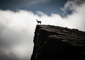 Dramatic silhouette of a wild guanaco standing on the sheer edge of a rocky mountain cliff