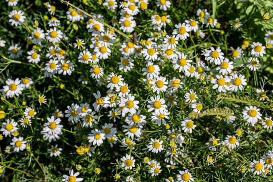 Lots of wild Chamomile blosoms growing everywehere - Powered by Adobe