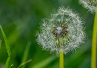 Fototapeta premium Windblown dandelion head releasing seeds. Green blurred background adds a peaceful and airy summer mood.