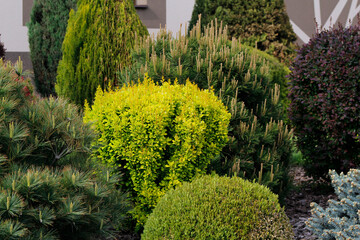 decorative plants in the garden