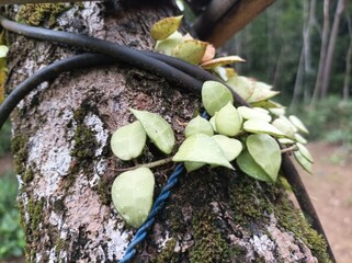 Climbing plant with small green leaves growing on a mossy tree trunk.
