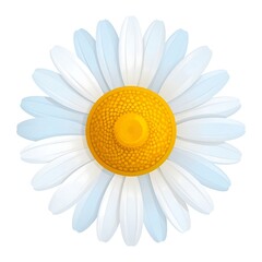 A stylized, isolated daisy, showcasing a bright yellow center and white to light blue petals, facing forward