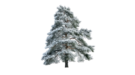 Snow covered pine tree isolated on transparent background