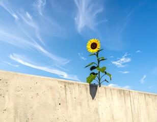 A sunflower emerges from behind a concrete wall against a striking blue sky with wispy, white clouds