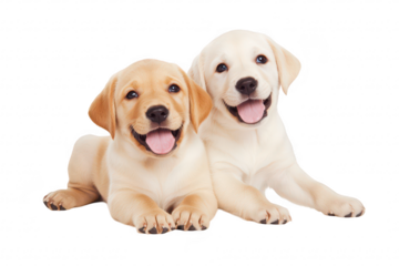 Two playful Labrador puppies lying side by side on a clean white background. their happy expressions and shiny coats. perfect for pet-related content or advertising