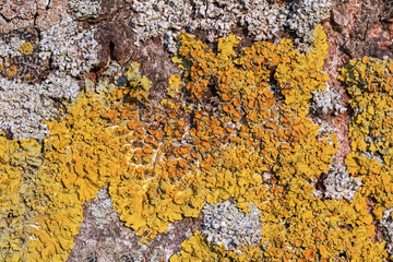 Baumrinde mit der Gewöhnlichen Gelbflechte (Xanthoria parietina) mit Apothecien (Fruchtkörpern), der Helm-Schwielenflechte (Physcia adscendens) und anderen Flechten