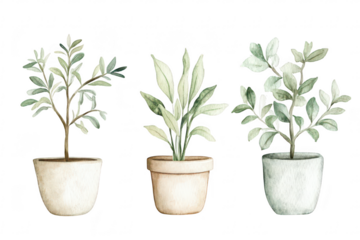A serene illustration of three potted plants in soft colors. their unique shapes and textures. set against a plain background. ideal for home decor or botanical-themed projects