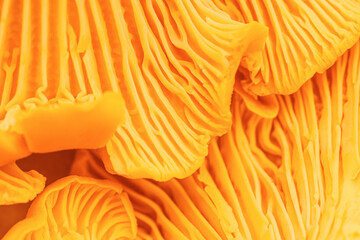 Texture Background of orange mushrooms chanterelle  close up. Macro photo beauty nature pattern...