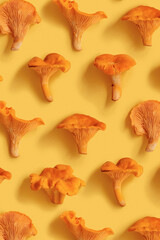 Close-up mushroom Chanterelle still life, yellow orange color edible healthy fungus, minimal top view autumn seasonal eco product. Natural organic vegetable food pattern, autumn harvest aesthetics.