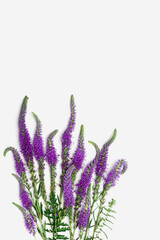 Top view pattern of natural wild flower on white, blossoming florals background, closeup detail, minimal composition. Delicate meadow flowers, spring summer flowery concept, botanical aesthetics