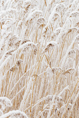 Snow-Covered Pampas grass outdoor, white brown trend color. Winter season beauty as minimal nature. Dry reeds patterns boho style, natural botanical design photo, delicate icy texture on frozen plants