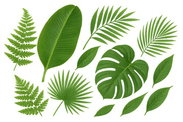 Tropical green leaf collection featuring monstera, fern, banana and palm leaves on transparent background for design