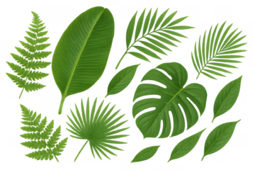 Tropical green leaf collection featuring monstera, fern, banana and palm leaves on transparent background for design
