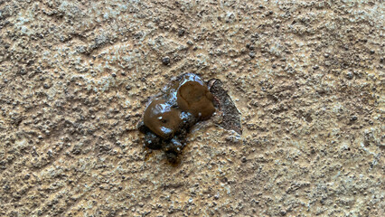 Chicken manure is the feces of chickens on the ground. Top view, high angle, above, flat lay.