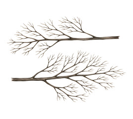 Hand drawn watercolor illustration of bare winter tree branches for seasonal design elements isolated PNG with Transparent Background