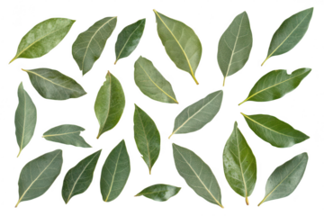 A collection of fresh bay leaves arranged artistically on a white background. their green hues and natural textures. ideal for culinary or botanical use