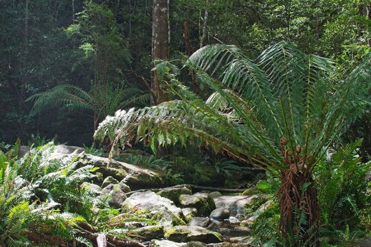 Dicksonia Antarctica, common name the soft tree fern, in a rain forest creek in Tasmania.