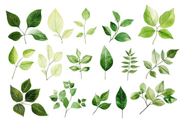 Fototapeta premium A diverse collection of hand-painted watercolor leaves various shapes. sizes. and shades of green. perfect for botanical illustrations. nature-themed designs. and artistic projects