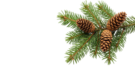pine branch with cone
