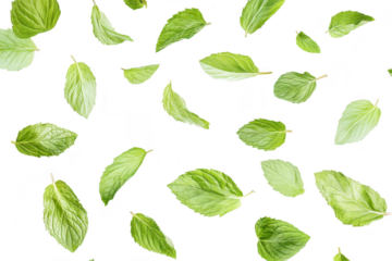 A collection of fresh green mint leaves scattered artistically against a clean white background. ideal for culinary. health. or nature-themed projects