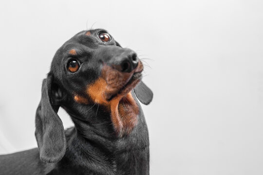 Charming dachshund with shiny black and brown coat looking curiously upward against a minimalist white backdrop. perfect for pet-related designs.