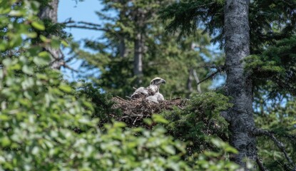 Young bird rests in a nest high in a leafy tree on a clear day.