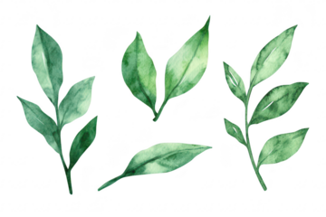 A collection of beautifully illustrated watercolor leaves various shades of green. ideal for nature-themed designs. backgrounds. and botanical art projects