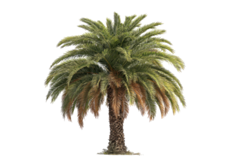 Solitary palm tree with full, feathered fronds