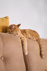 A ginger tabby cat sleeps draped over a beige sofa arm. The indoor space is calm and softly lit by daylight.