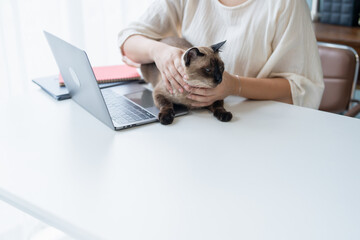Fototapeta premium Vet surgeon. Siamese Cat on examination table of veterinarian clinic. Veterinary care. Vet doctor and Siamese cat