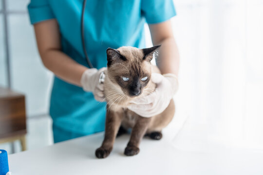 Vet surgeon. Siamese Cat on examination table of veterinarian clinic. Veterinary care. Vet doctor and Siamese cat
